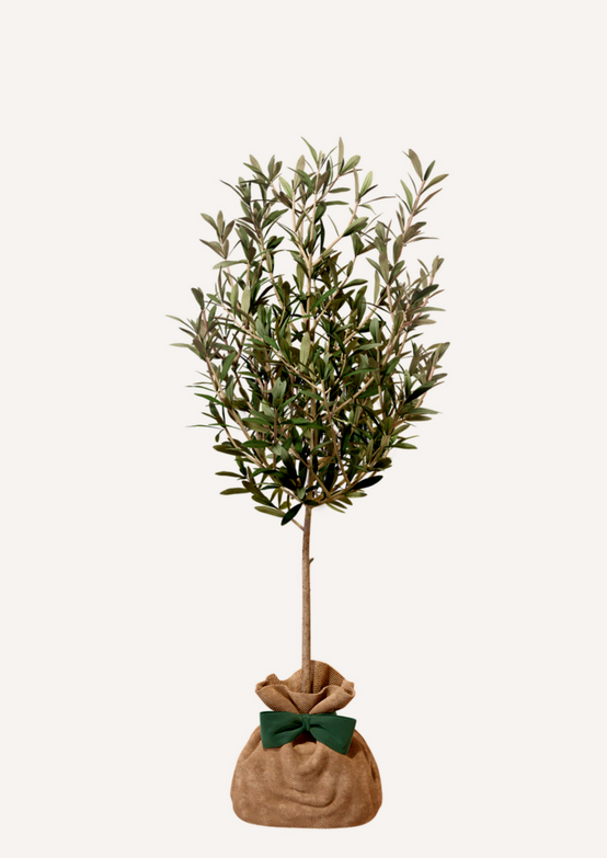 JUSTE UN ARBRE. – Olivier | Cadeau méditerranéen pour naissance, mariage, anniversaire – Arbre résistant, adapté à la culture en pot ou en pleine… - Image 3