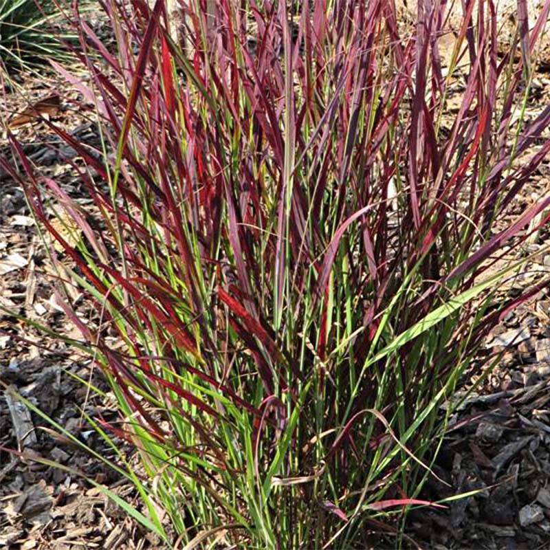 Panic érigé - Panicum virgatum Sangria Godet de 8/9 cm
