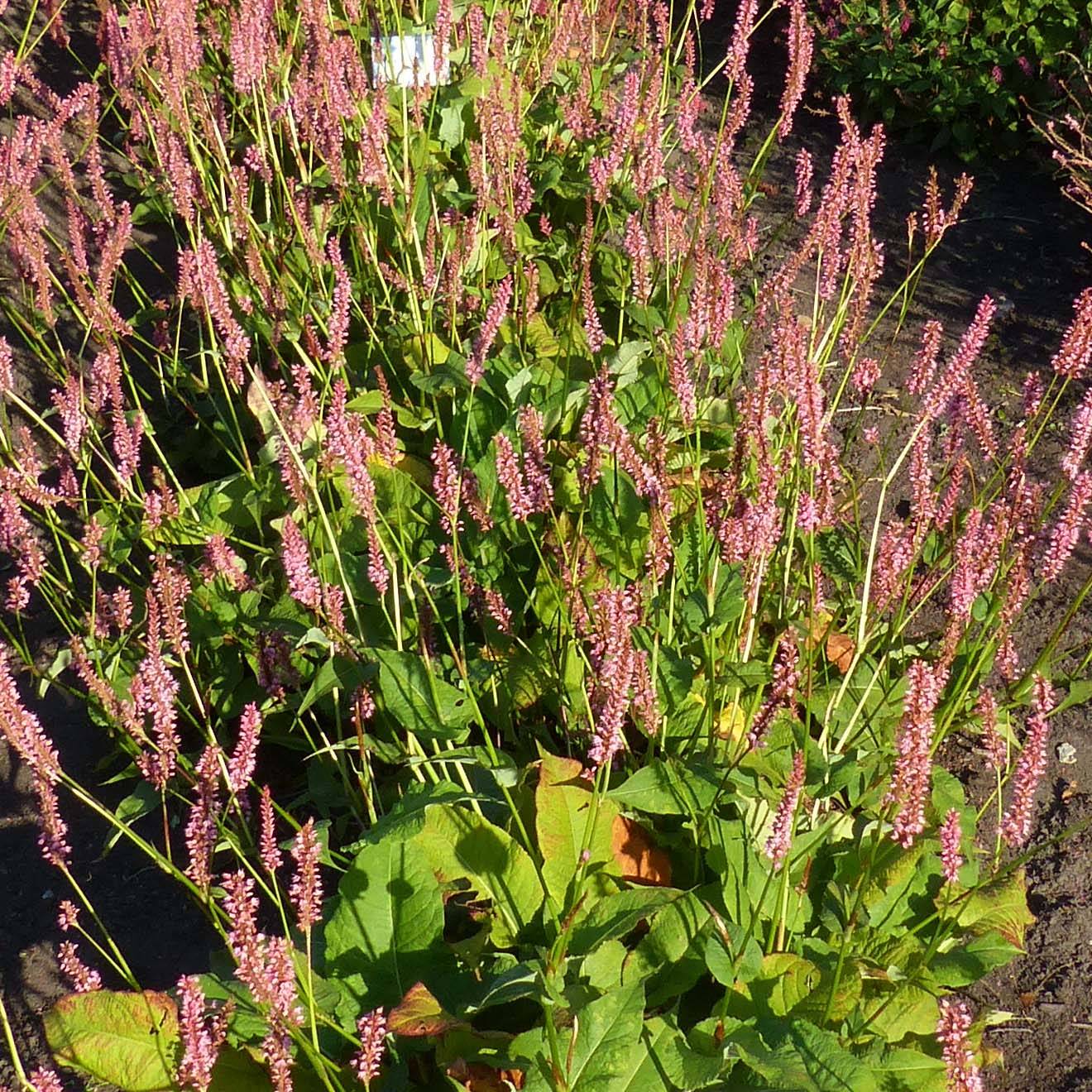 Promesse de Fleurs - Renouée - Persicaria amplexicaulis Jo and Guido's Form Godet de 8/9 cm