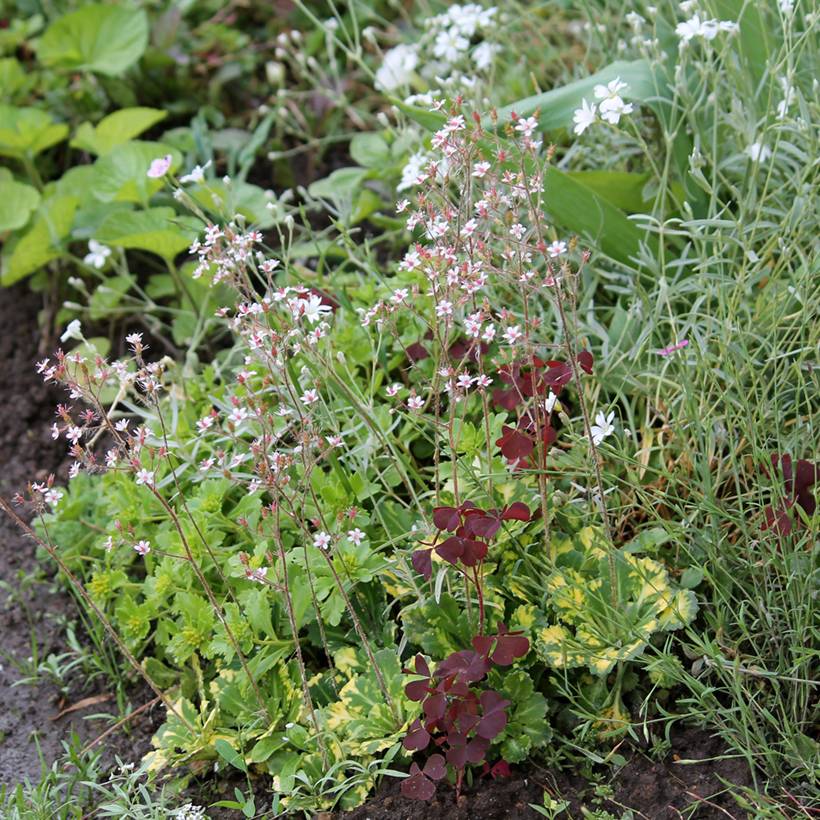 Saxifraga x urbium Aureopunctata - Désespoir du peintre Godet de 8/9 cm
