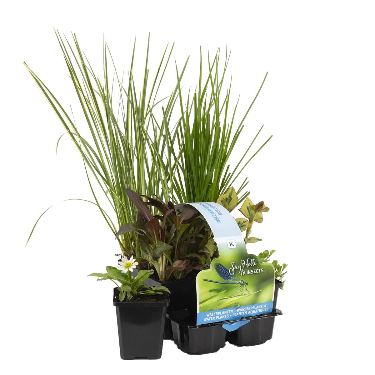 Lot de 6 - Plantes de bassin favorables aux insectes - Zone de bassin 1-2 - H. 15-25 cm - P. 9 cm - Image 1