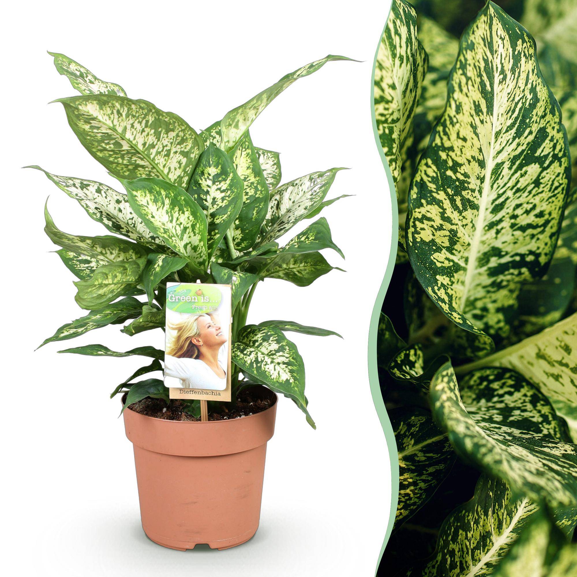 Diefenbachia Compacta - Dieffenbachia - Pot de 17cm - Hauteur 45-50cm - 1 plante - Sans cache-pot - Plantes d'intérieur