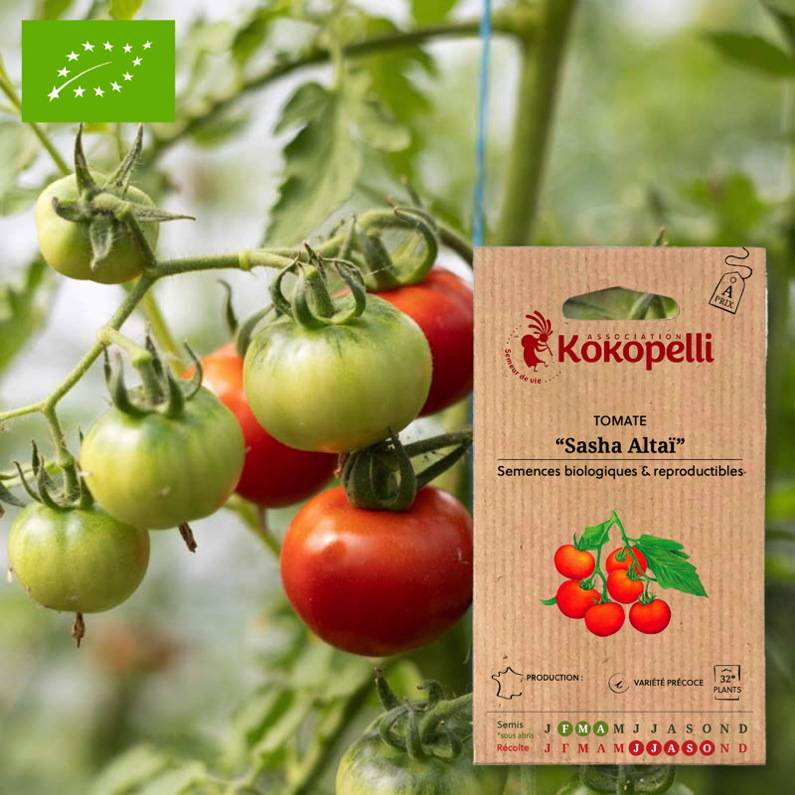 Association Kokopelli - Tomate Sasha Altaï- Graines bio à semer - Image 1