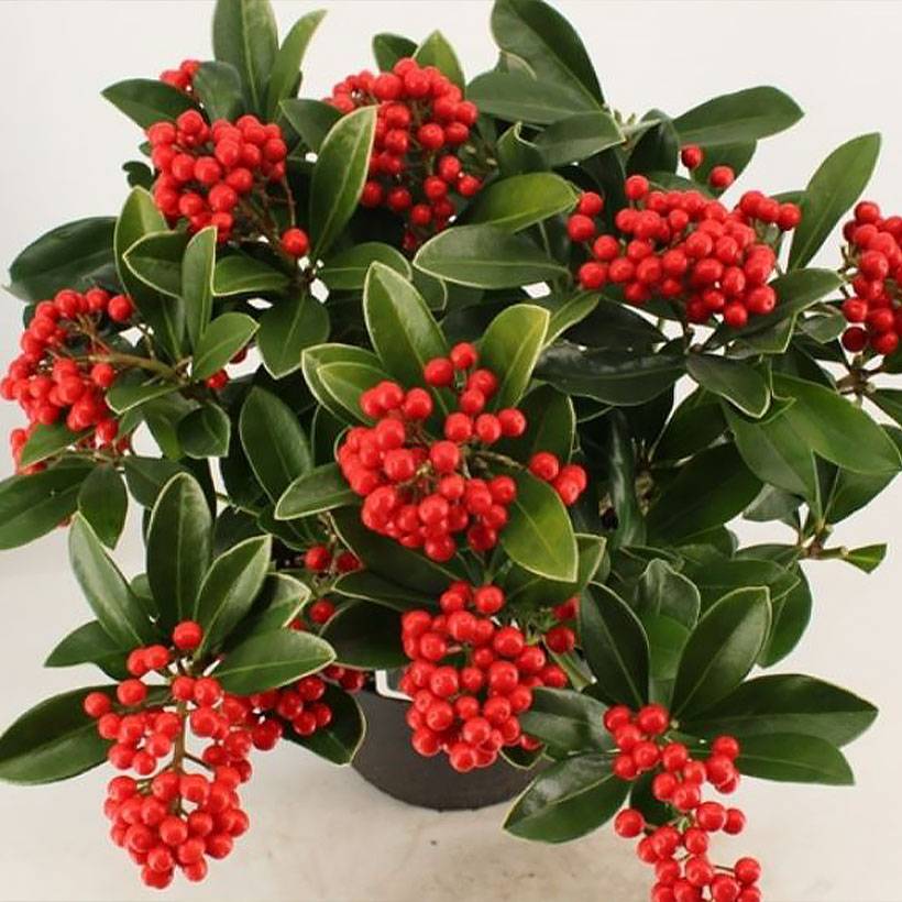 Promesse de Fleurs - Skimmia japonica Temptation - Skimmia du Japon  Pot de 2L/3L