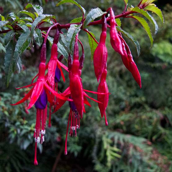 Fuchsia magellanica Riccartonii - Fuchsia de Magellan Pot de 2L/3L - Image 1
