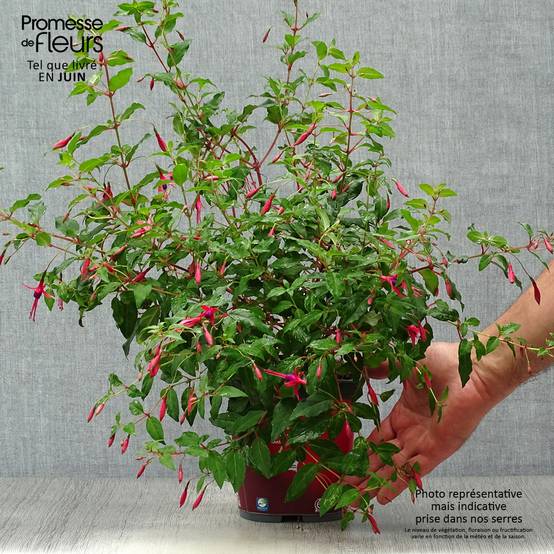 Fuchsia magellanica Riccartonii - Fuchsia de Magellan Pot de 2L/3L - Image 2