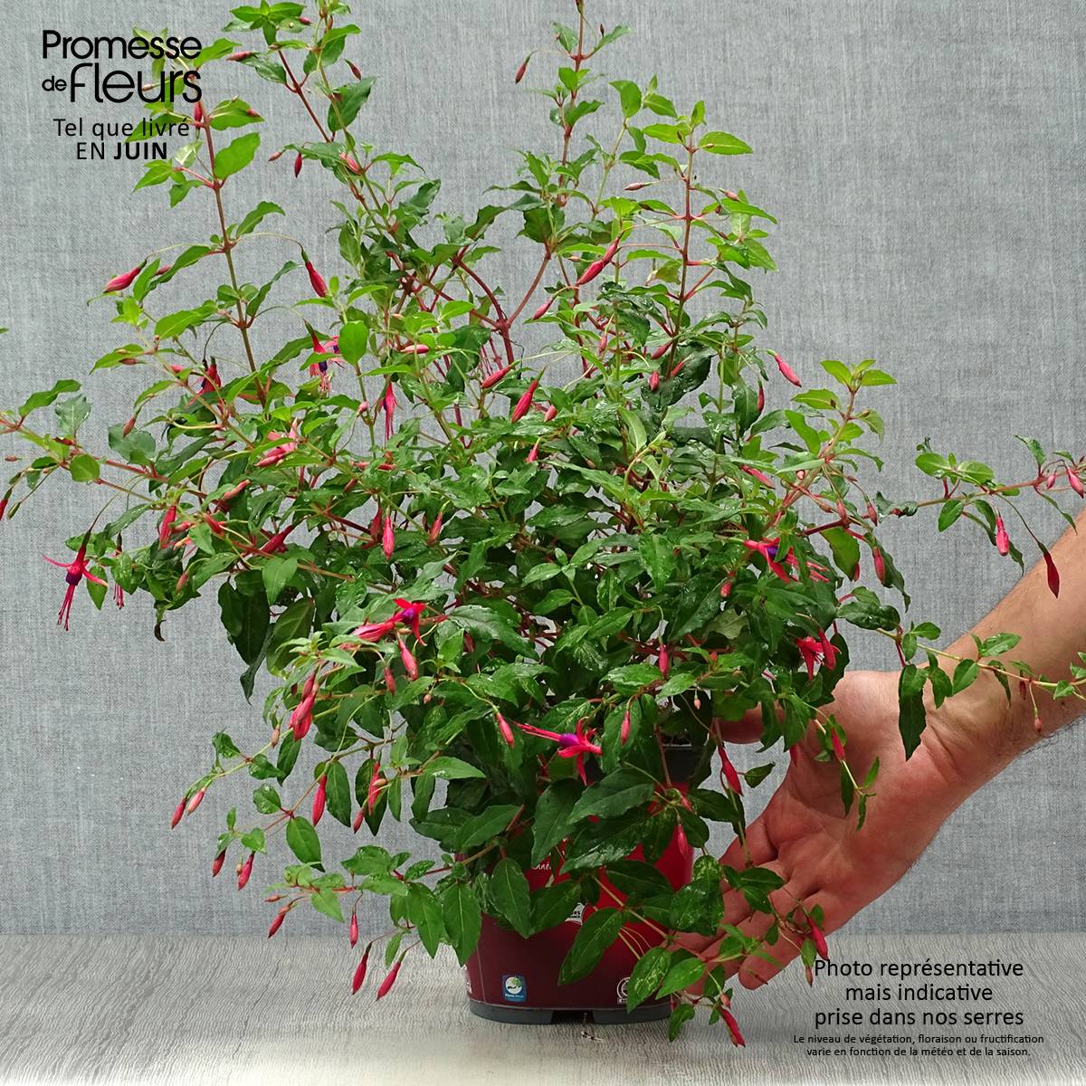 Fuchsia magellanica Riccartonii - Fuchsia de Magellan Pot de 2L/3L - Image 2