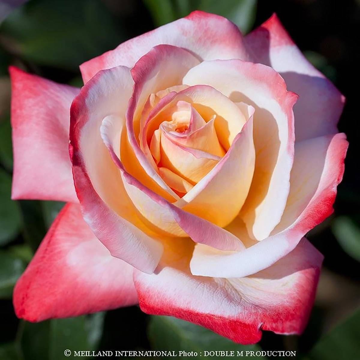 Promesse de Fleurs - Rosier à grandes fleurs Laeticia Casta Racines nues en motte