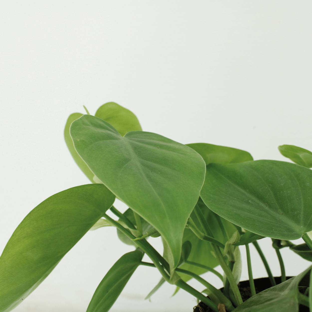 La Green Touch - Philodendron Scandens - D12 H15cm - Image 3