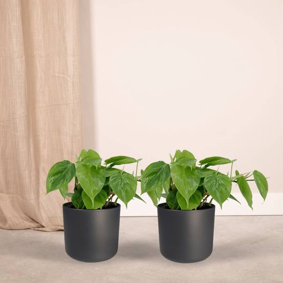 La Green Touch - Philodendron Scandens - D12 H15cm - Image 2