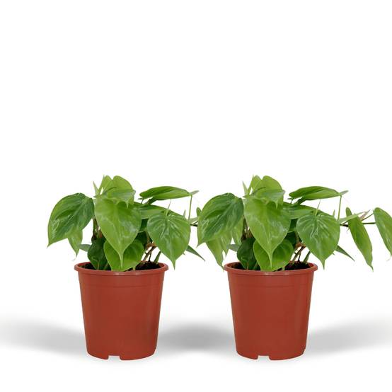 La Green Touch - Philodendron Scandens - D12 H15cm - Image 1