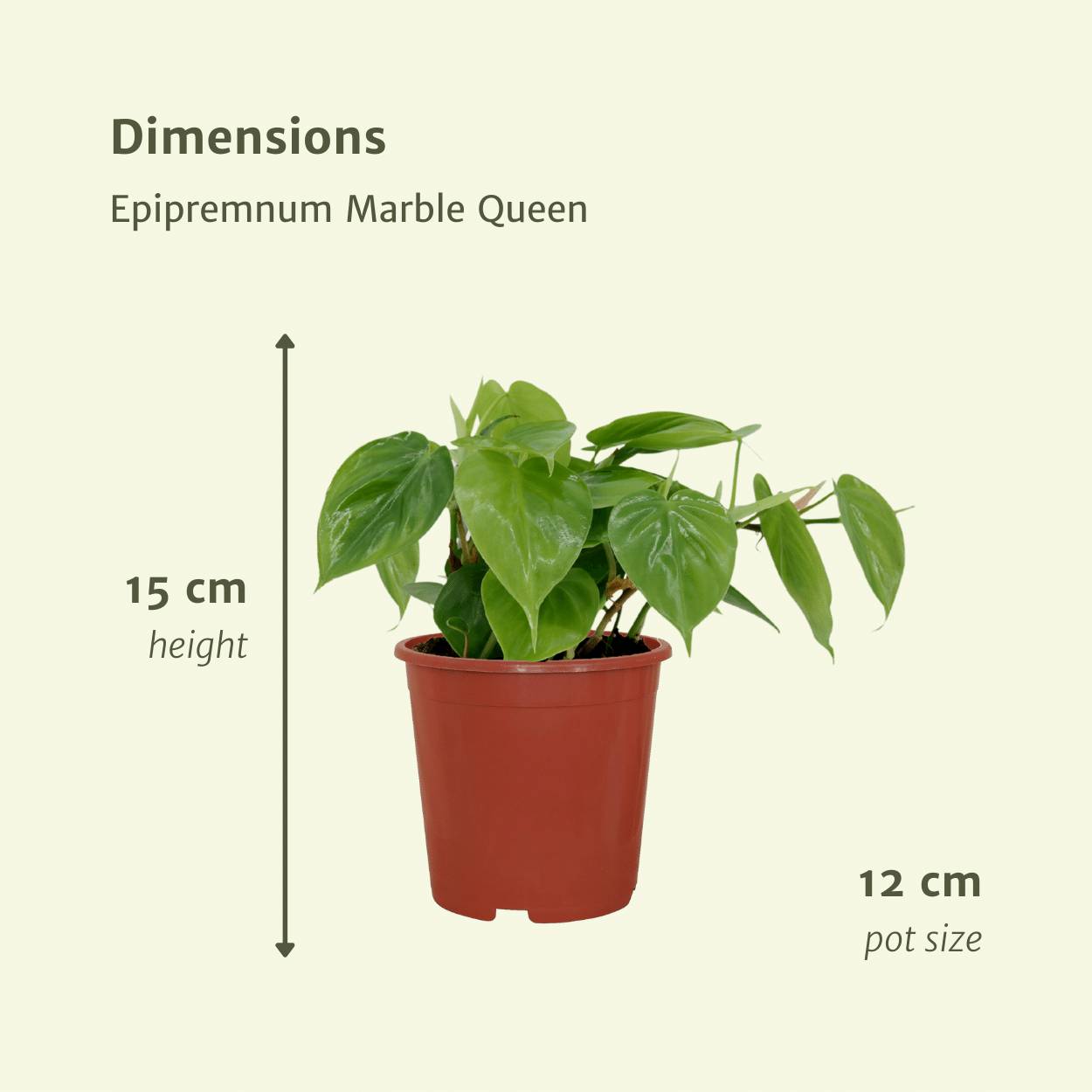 La Green Touch - Philodendron Scandens - D12 H15cm - Image 4