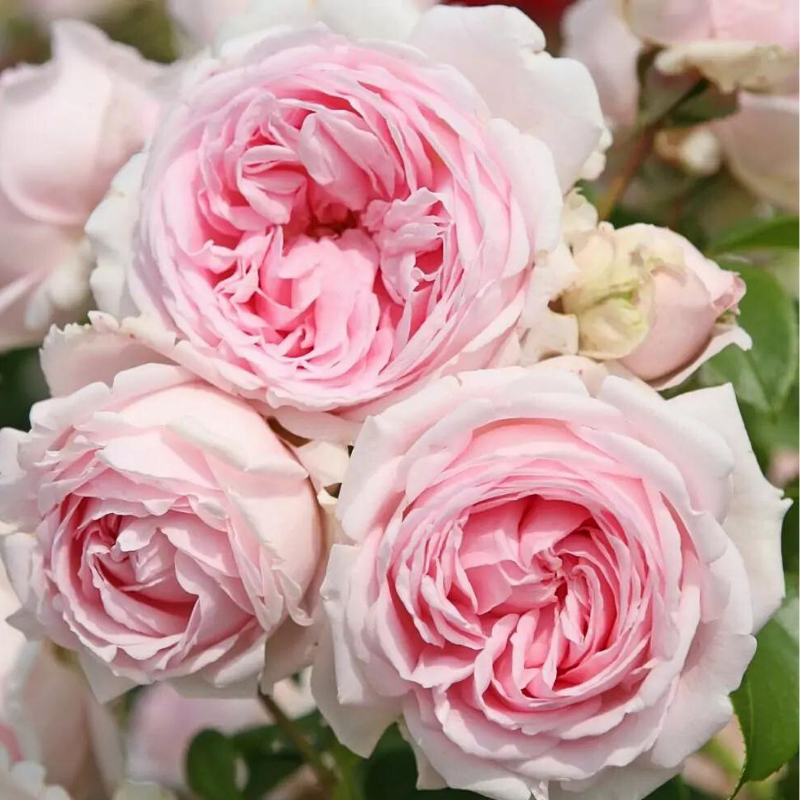 Kordes - Rosier grimpant Wellenspiel pétale rose - Kordes - Image 1