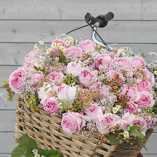 Kordes - Rosier grimpant Wellenspiel pétale rose - Kordes - Image 2