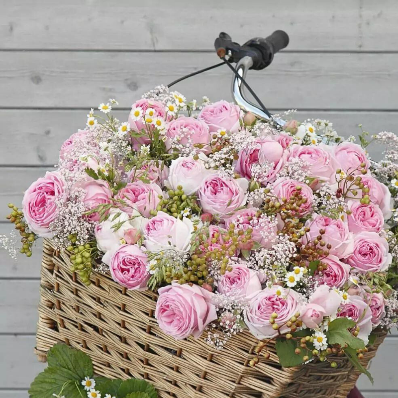 Kordes - Rosier grimpant Wellenspiel pétale rose - Kordes - Image 2