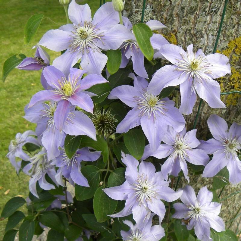 Clématite Justa à fleurs Bleue - feuillage Caduc - Pot de 1,5L - Tuteur bambou 30/60 cm-  hauteur à maturité De 1,00 m à 1,50 m - Imagen 1