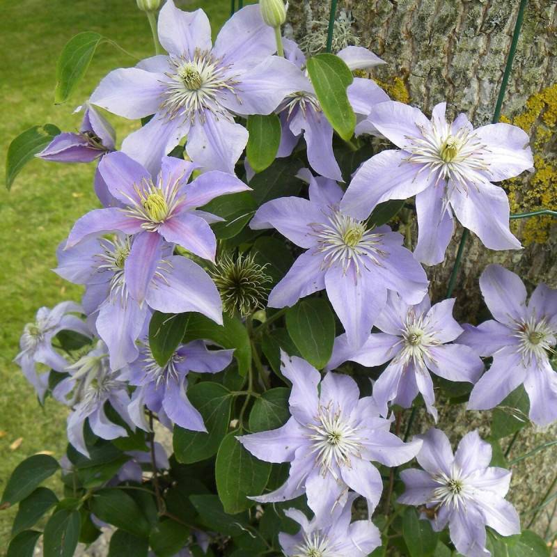 Clématite Justa à fleurs Bleue - feuillage Caduc - Pot de 1,5L - Tuteur bambou 30/60 cm-  hauteur à maturité De 1,00 m à 1,50 m - Imagen 5