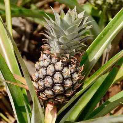 Sans Marque - Ananas Monte or Pot de 1 litre - 20/30 cm