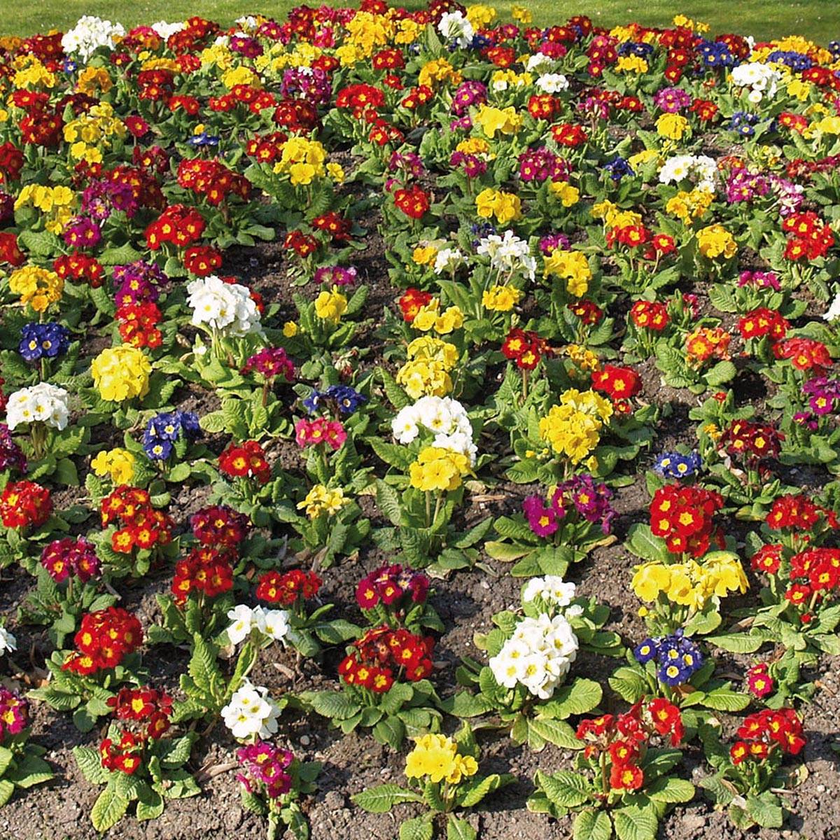 Promesse de Fleurs - Primevère Crescendo en mélange Mini-motte - Primula elatior Mini-motte Ø 1,5/2,5 cm, Plant vert de 3 à 5 cm de haut environ (par 3)