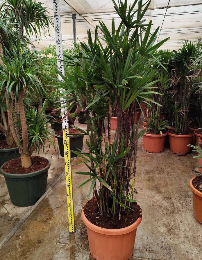 Palmier En Pot Exterieur Jardiland