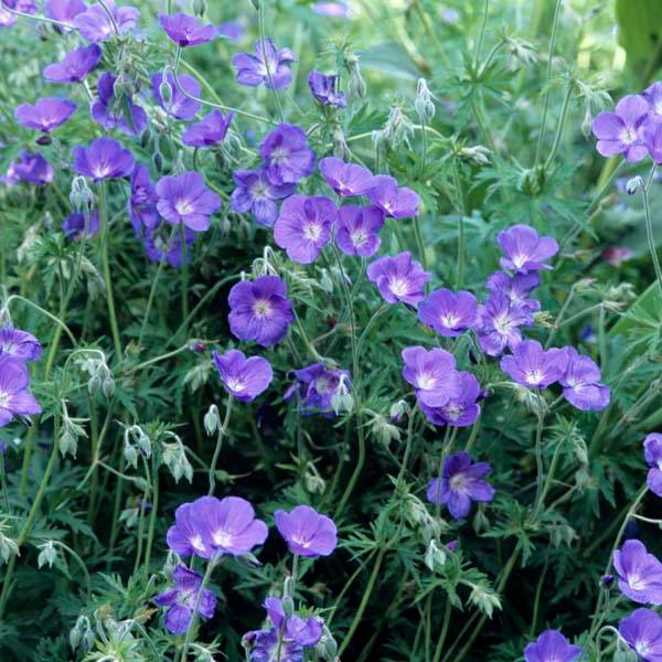 Géranium vivace Orion Petites Racines nues