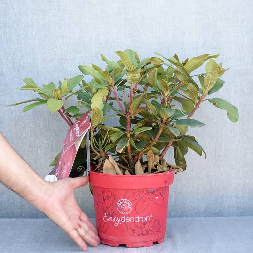 Rhododendron yakushimanum Easydendron INKARHO Bohlken's Roter Stern  Pot de 4L/5L - Image 2