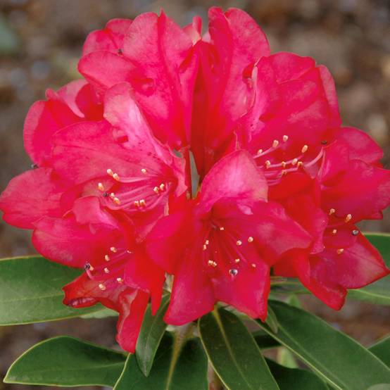 Rhododendron yakushimanum Easydendron INKARHO Bohlken's Roter Stern Pot de 4L/5L - Image 1