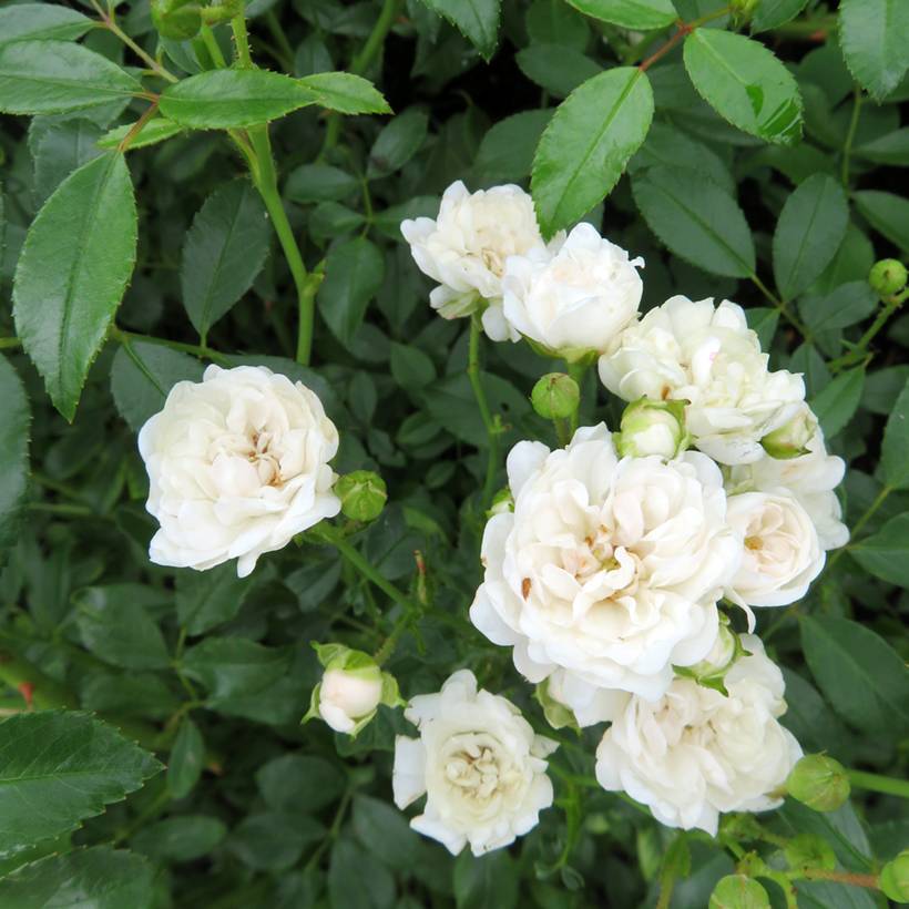 Promesse de Fleurs - Rosier couvre-sol Sea Foam Pot de 3L/4L