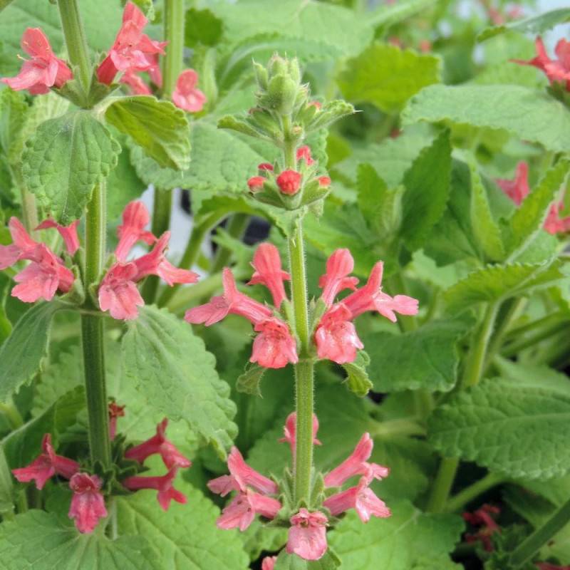 Epiaire coccinea, Stachys à fleurs Rouge/ - feuillage Persistant - Godet - 5/20 cm - Image 5
