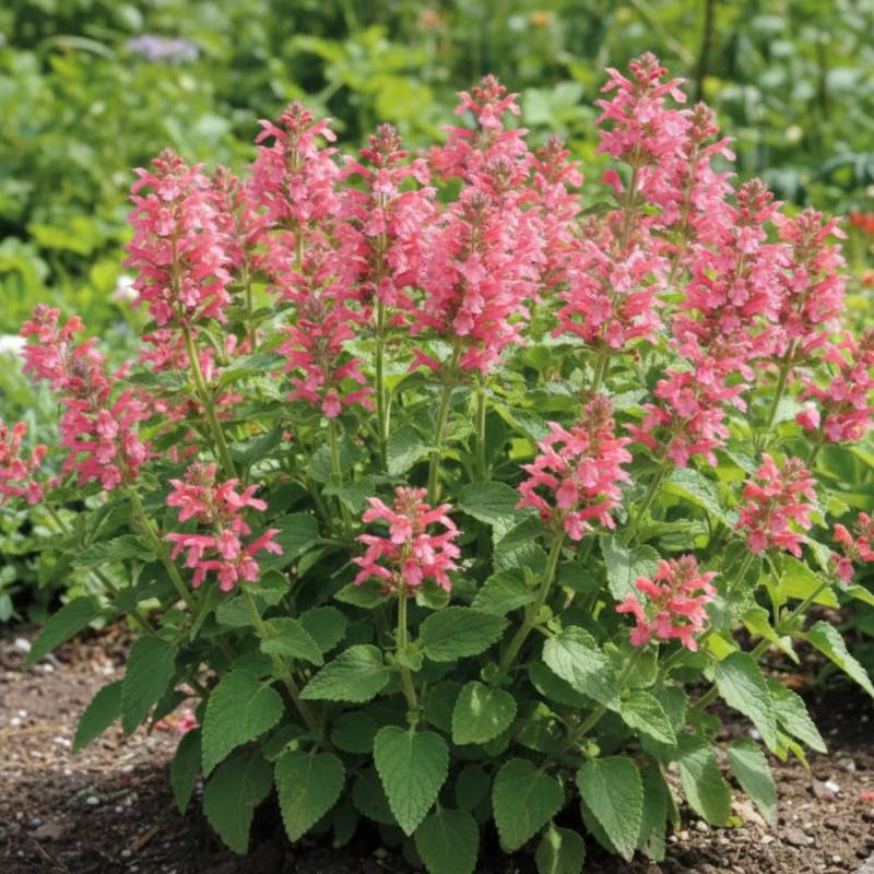 Epiaire coccinea, Stachys à fleurs Rouge/ - feuillage Persistant - Godet - 5/20 cm - Image 3