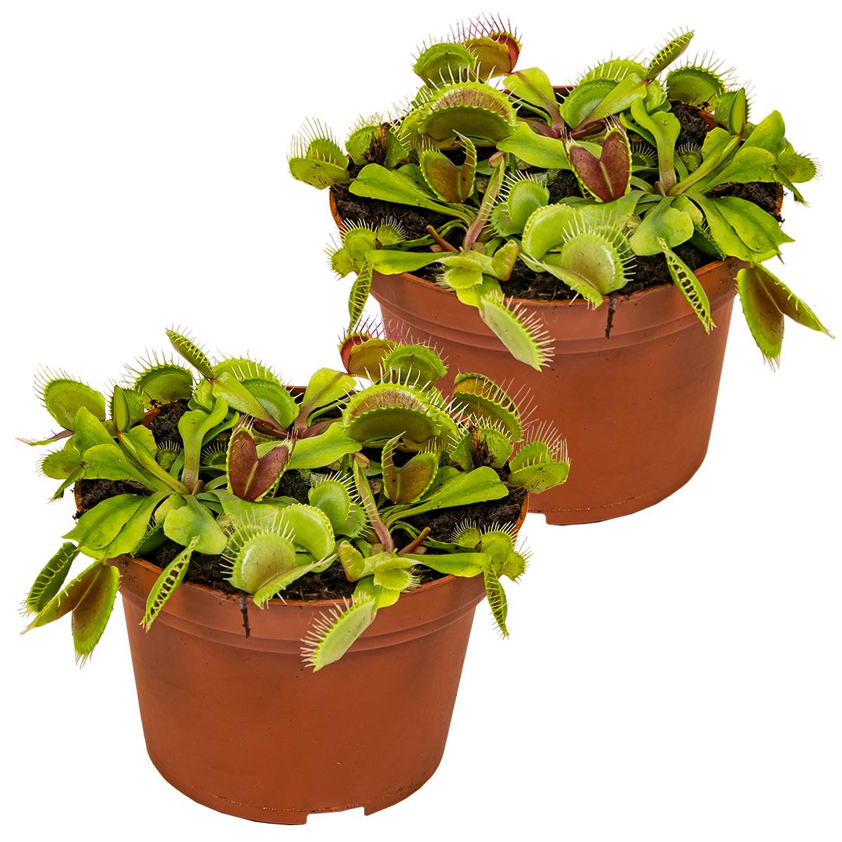 Lot de 2 - Dionaea Muscipula - Dionée Attrape-Mouche - Plante Carnivore - H. 10-15 cm - P. 12 cm - Image 1