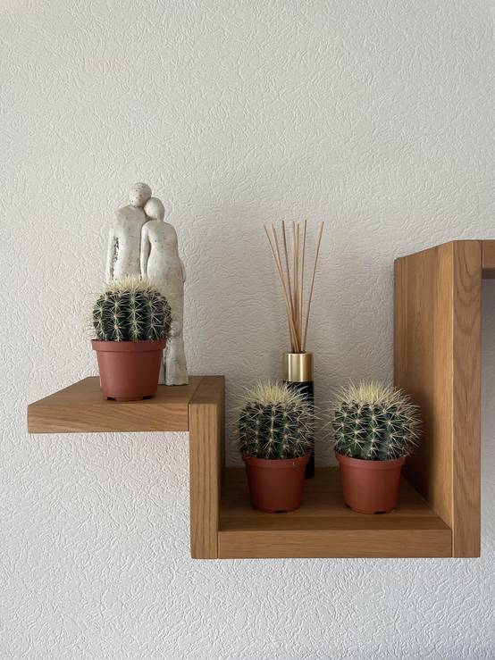 La Green Touch - Lot de 3 Cactus Echinocactus Grusonii- La Green Touch - Image 3
