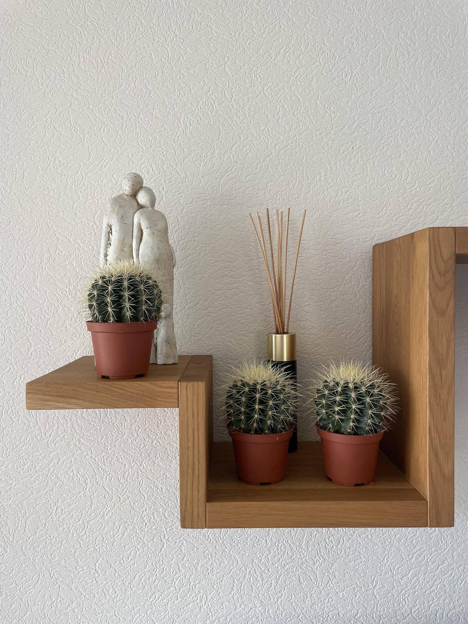 La Green Touch - Lot de 3 Cactus Echinocactus Grusonii- La Green Touch - Image 3