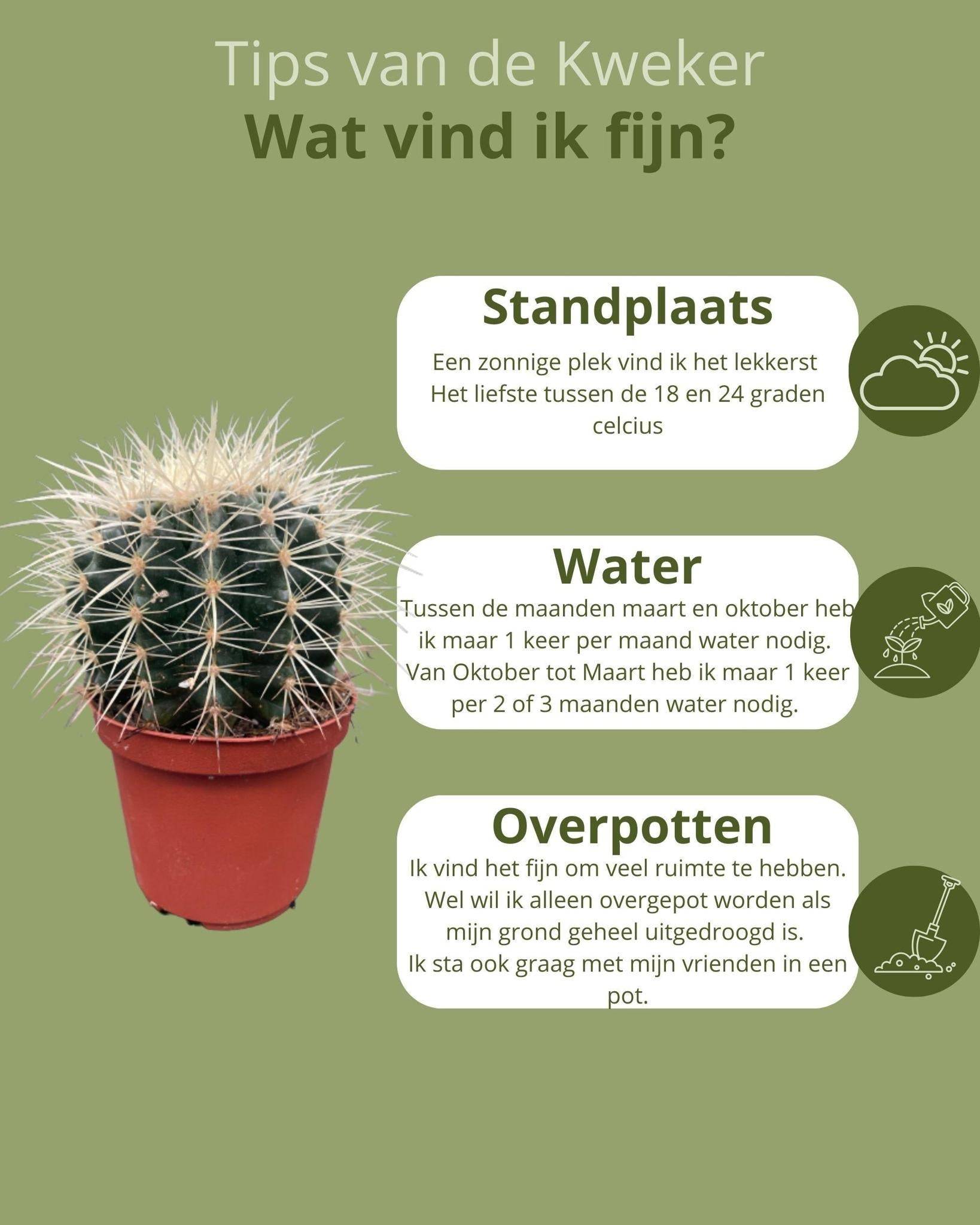 La Green Touch - Lot de 3 Cactus Echinocactus Grusonii- La Green Touch - Image 5