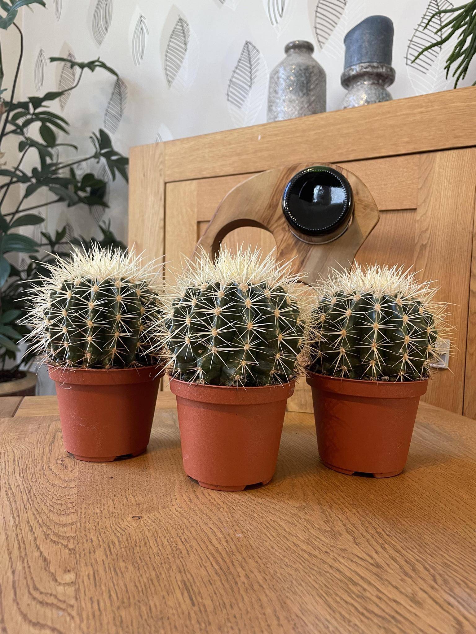 La Green Touch - Lot de 3 Cactus Echinocactus Grusonii- La Green Touch - Image 2