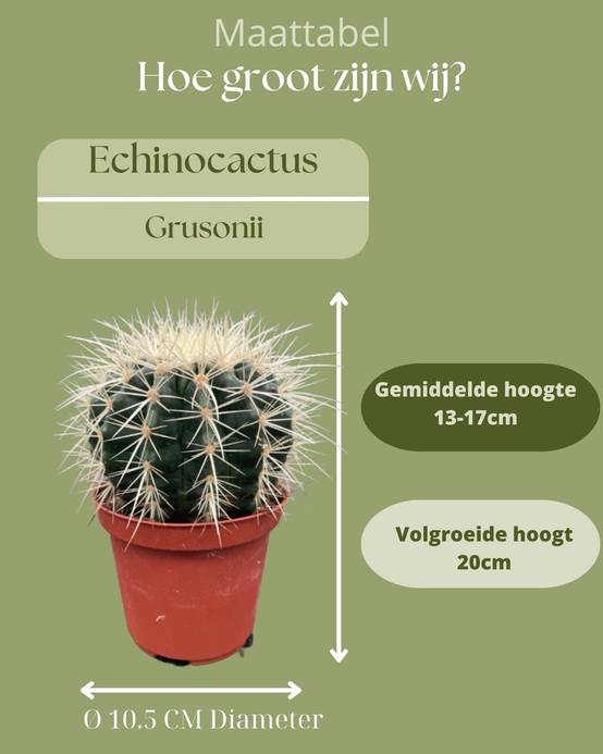 La Green Touch - Lot de 3 Cactus Echinocactus Grusonii- La Green Touch - Image 4