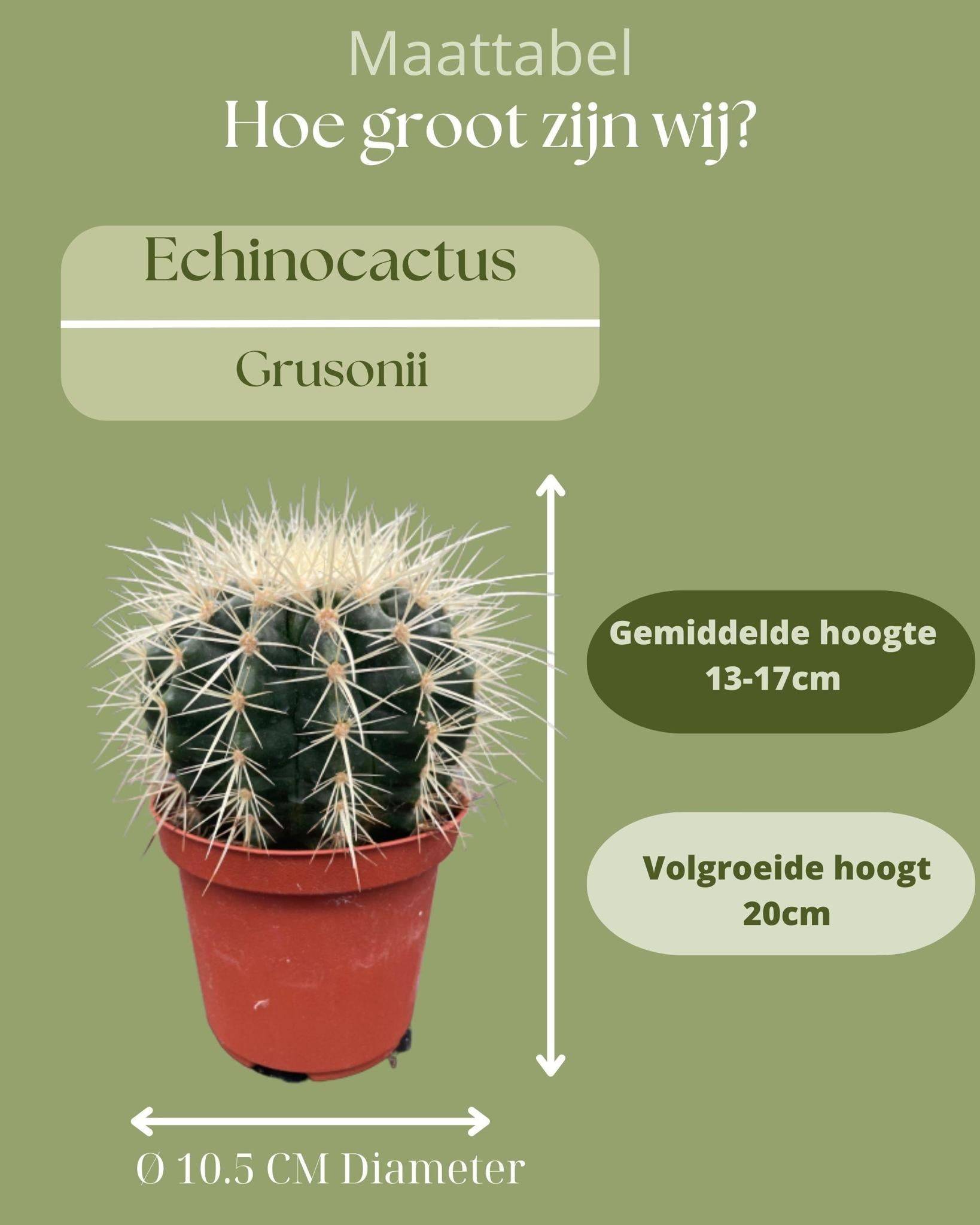 La Green Touch - Lot de 3 Cactus Echinocactus Grusonii- La Green Touch - Image 4