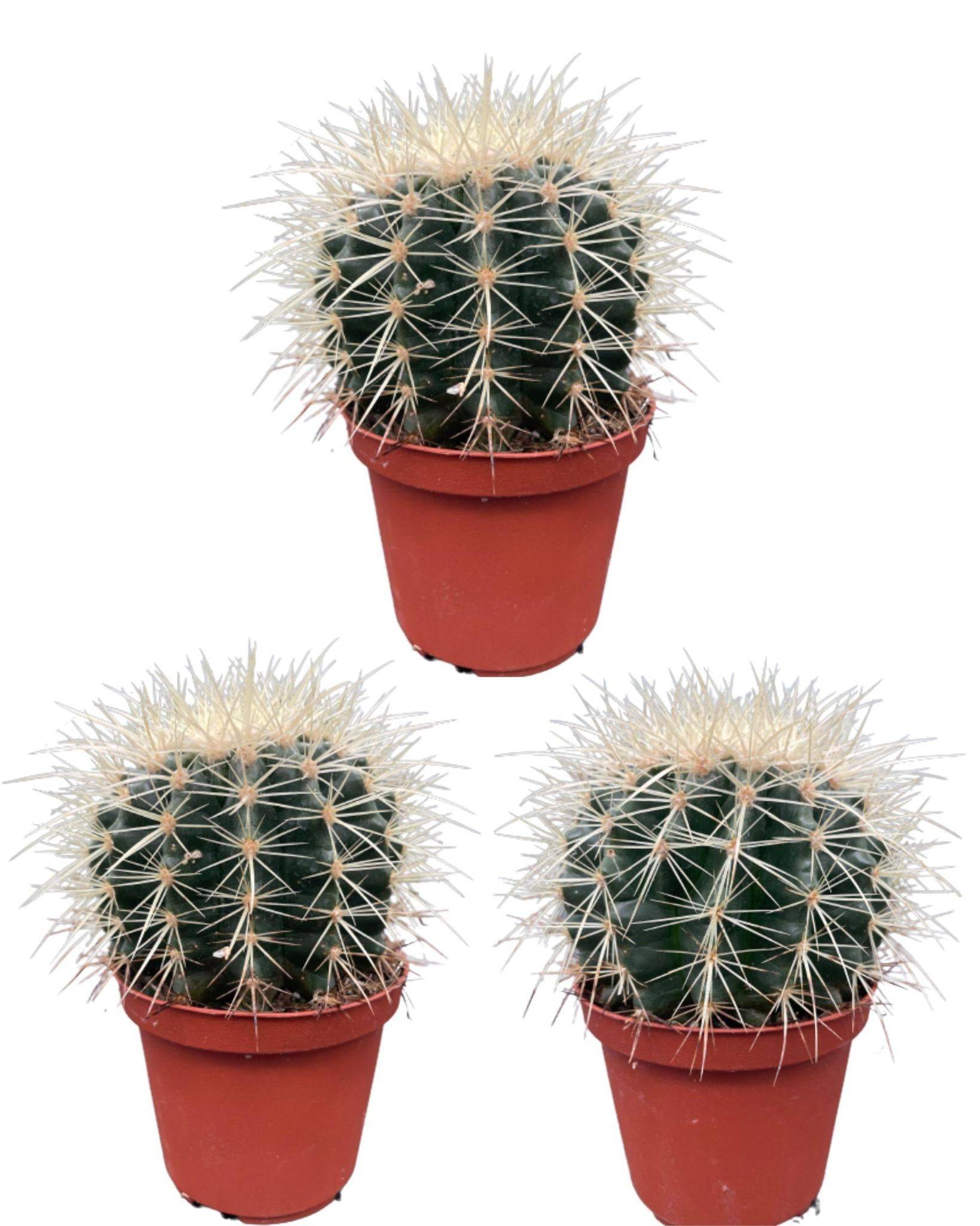 La Green Touch - Lot de 3 Cactus Echinocactus Grusonii- La Green Touch - Image 1