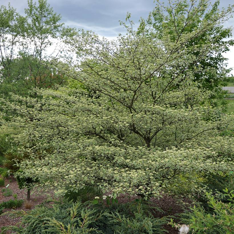 Cornus alternifolia Silver Giant - Cornouiller à feuilles alternes Pot de 4L/5L