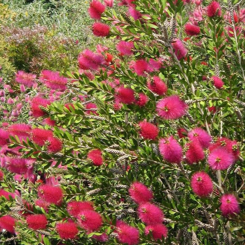 Rince-bouteilles Hot Pink® 'KK01', Callistemon à fleurs Rose - feuillage Persistant - Pot de 7,5L - 40/60 cm-  hauteur à maturité De 1,00 m à 1,50 m - Image 1