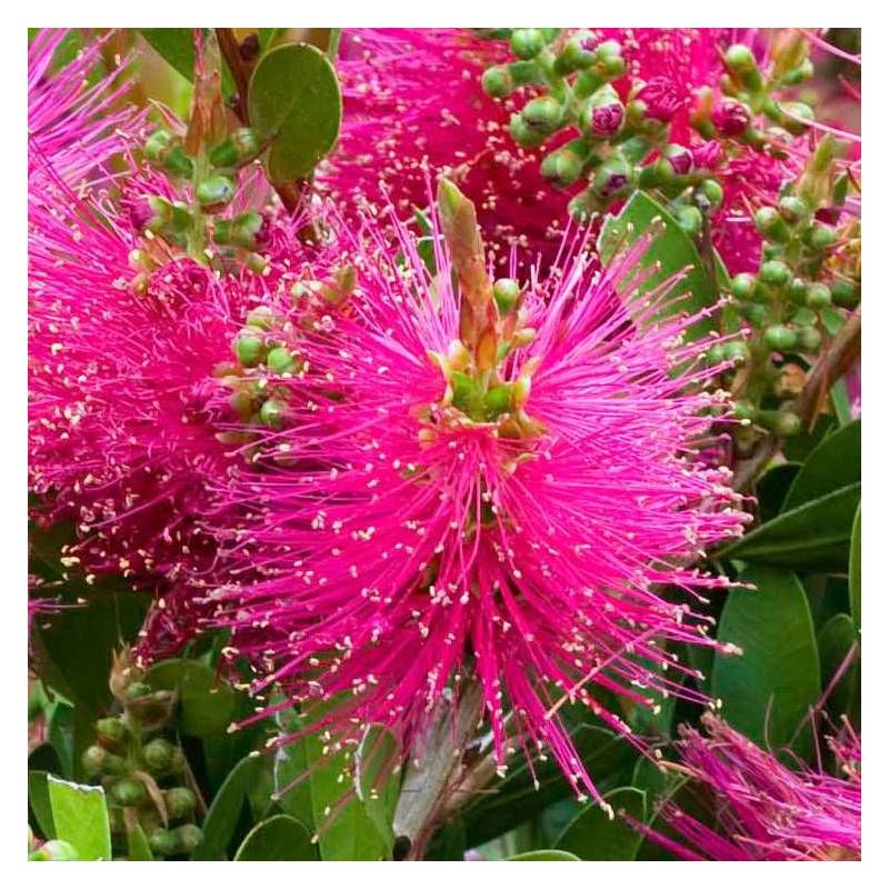 Rince-bouteilles Hot Pink® 'KK01', Callistemon à fleurs Rose - feuillage Persistant - Pot de 7,5L - 40/60 cm-  hauteur à maturité De 1,00 m à 1,50 m - Image 3