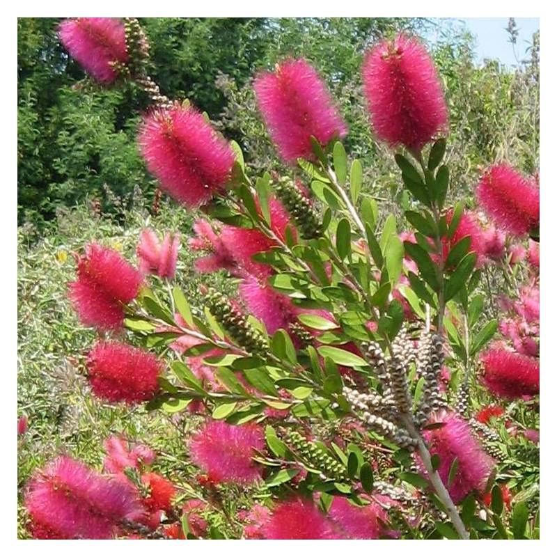 Rince-bouteilles Hot Pink® 'KK01', Callistemon à fleurs Rose - feuillage Persistant - Pot de 7,5L - 40/60 cm-  hauteur à maturité De 1,00 m à 1,50 m - Image 6