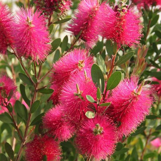 Rince-bouteilles Hot Pink® 'KK01', Callistemon à fleurs Rose - feuillage Persistant - Pot de 7,5L - 40/60 cm- hauteur à maturité De 1,00 m à 1,50 m - Image 2