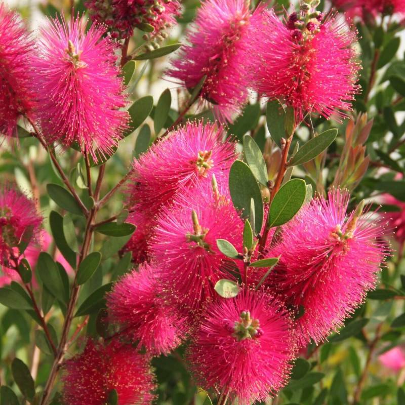 Rince-bouteilles Hot Pink® 'KK01', Callistemon à fleurs Rose - feuillage Persistant - Pot de 7,5L - 40/60 cm-  hauteur à maturité De 1,00 m à 1,50 m - Image 2