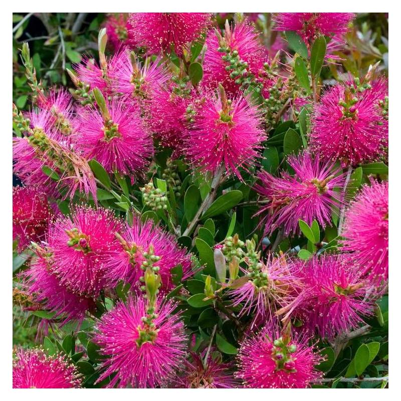 Rince-bouteilles Hot Pink® 'KK01', Callistemon à fleurs Rose - feuillage Persistant - Pot de 7,5L - 40/60 cm- hauteur à maturité De 1,00 m à 1,50 m - Image 5