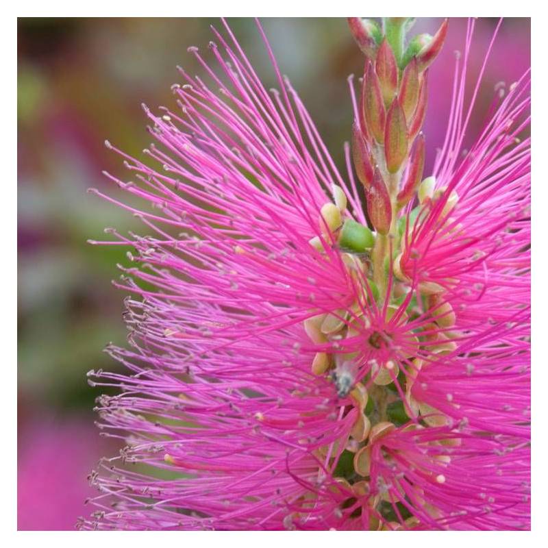 Rince-bouteilles Hot Pink® 'KK01', Callistemon à fleurs Rose - feuillage Persistant - Pot de 7,5L - 40/60 cm-  hauteur à maturité De 1,00 m à 1,50 m - Image 7