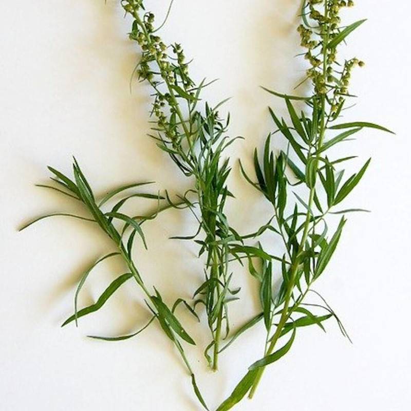 Estragon français à fleurs Blanche - feuillage Persistant - Godet - 5/20 cm-  hauteur à maturité De 0,50 m à 1,00 m - Imagen 6