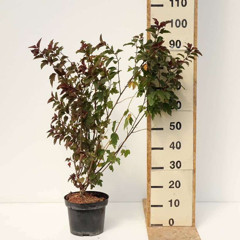 Physocarpus opulifolius Zdechovice - Physocarpe Pot de 3L/4L - Image 2