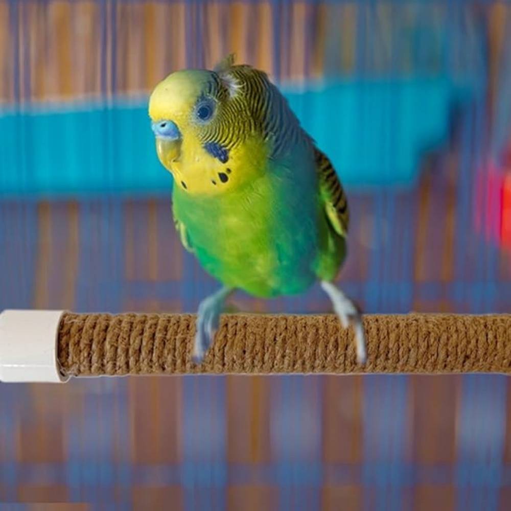 DtopbuyAge - Perchoir Ventouse Accessoire Oiseaux - Image 4