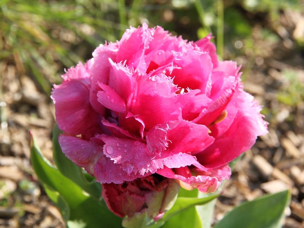 Promesse de Fleurs - Tulipe dentelée double Match Point Bulbe calibre 12+ (par 6) - Image 2